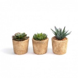 Cactus en maceta de cemento x3 modelos 12 cm