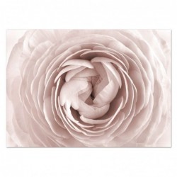 Cuadro Decorativo Lienzo Flor Rosa Blanca Decoración Pared Elegante 50x70 cm